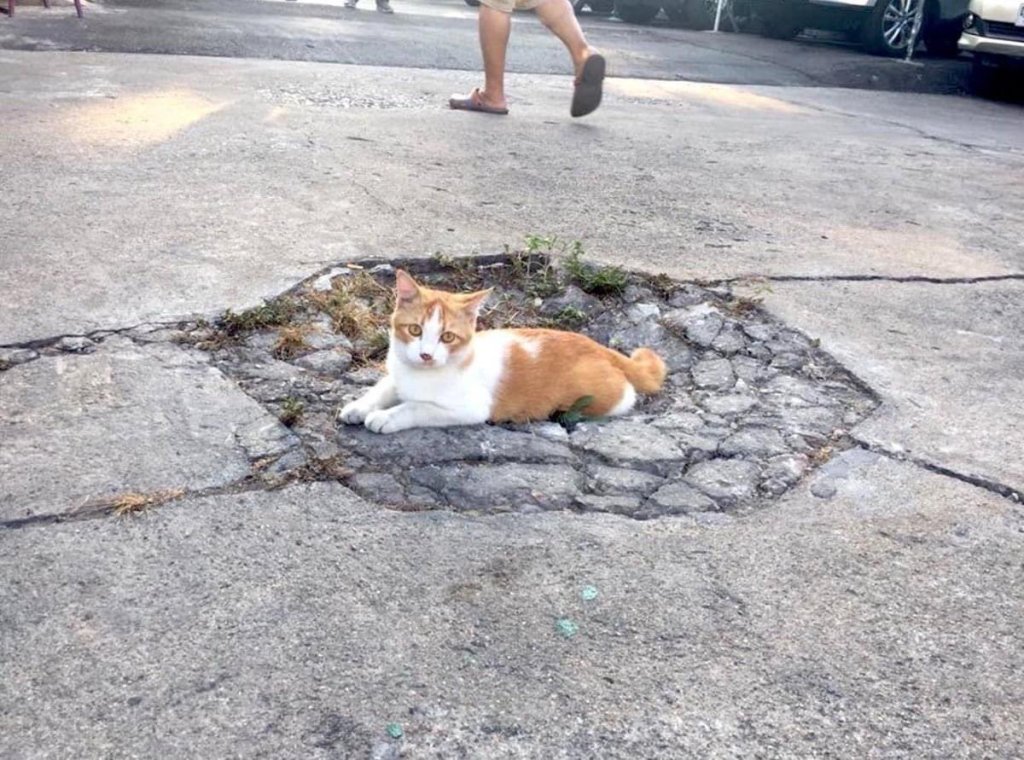 This cat did not come down in an asteroid and create this crater.